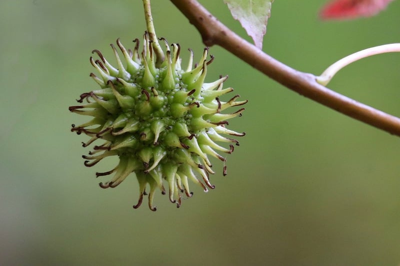 Experimental fruit creation